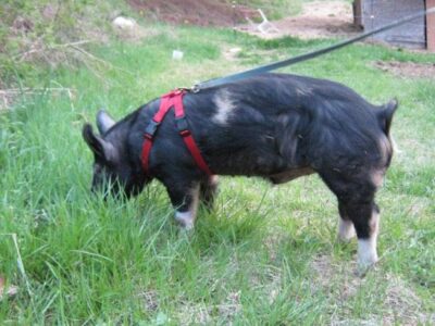 ‘Berkie’ Babies: Raising Berkshire Heritage-Breed Pigs Image